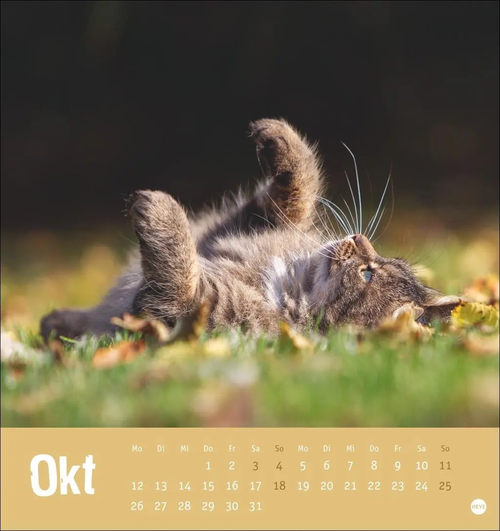 Bild: 9783756411306 | Tierisch entspannte Katzen Postkartenkalender 2026 | Heye | Kalender
