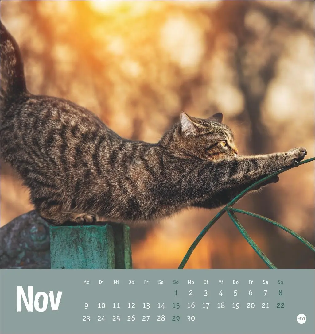 Bild: 9783756411306 | Tierisch entspannte Katzen Postkartenkalender 2026 | Heye | Kalender