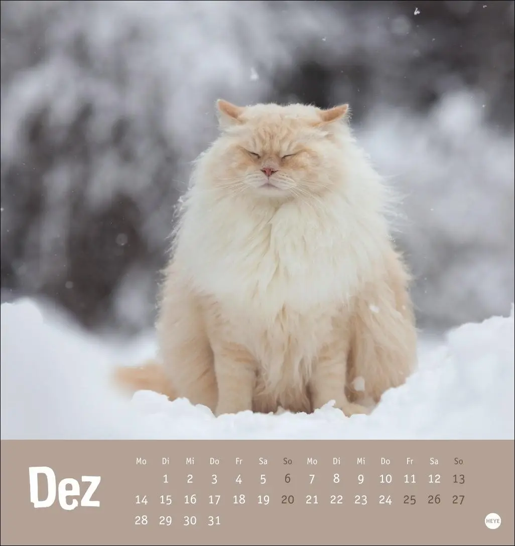 Bild: 9783756411306 | Tierisch entspannte Katzen Postkartenkalender 2026 | Heye | Kalender