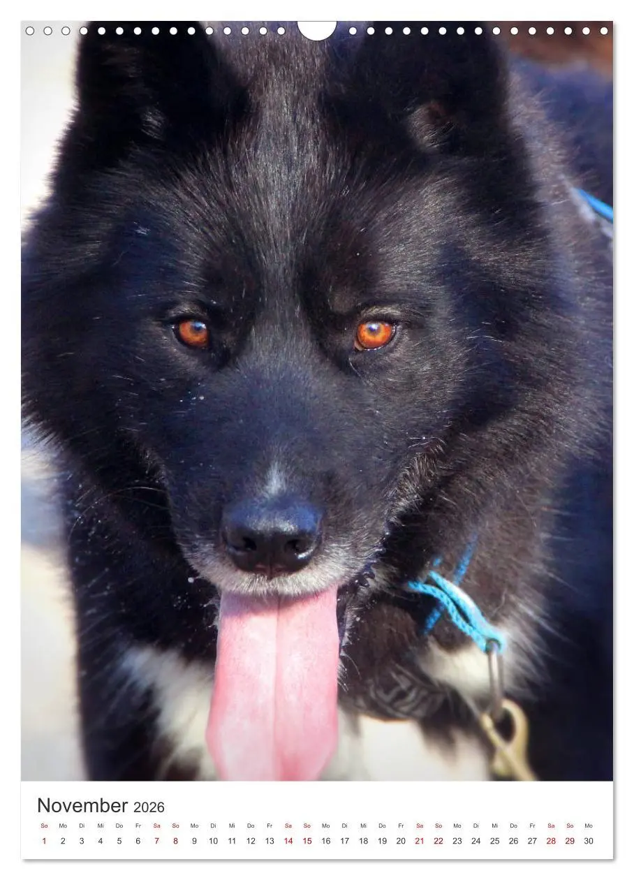 Bild: 9783516371406 | Faszination Husky (Wandkalender 2026 DIN A3 hoch), CALVENDO...