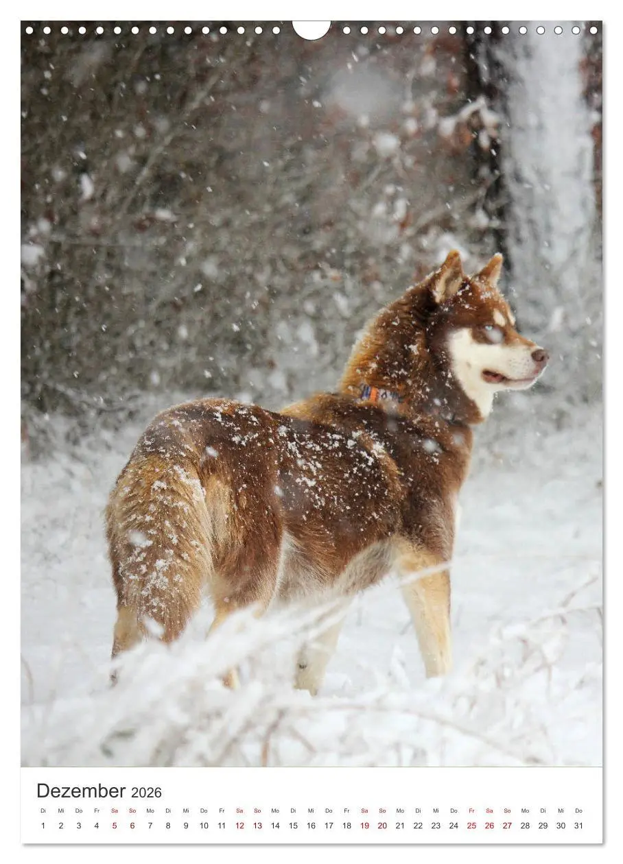 Bild: 9783516371406 | Faszination Husky (Wandkalender 2026 DIN A3 hoch), CALVENDO...