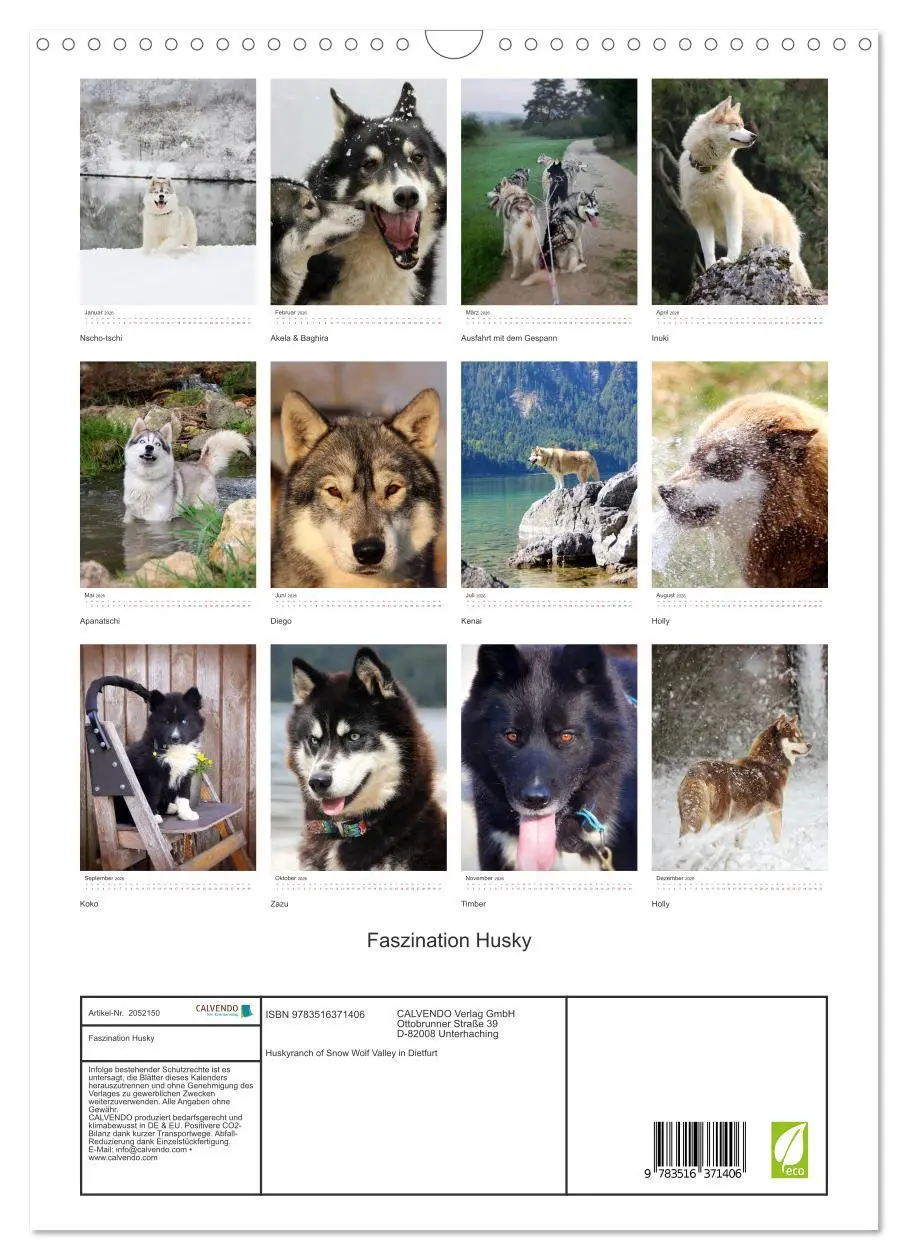 Bild: 9783516371406 | Faszination Husky (Wandkalender 2026 DIN A3 hoch), CALVENDO...