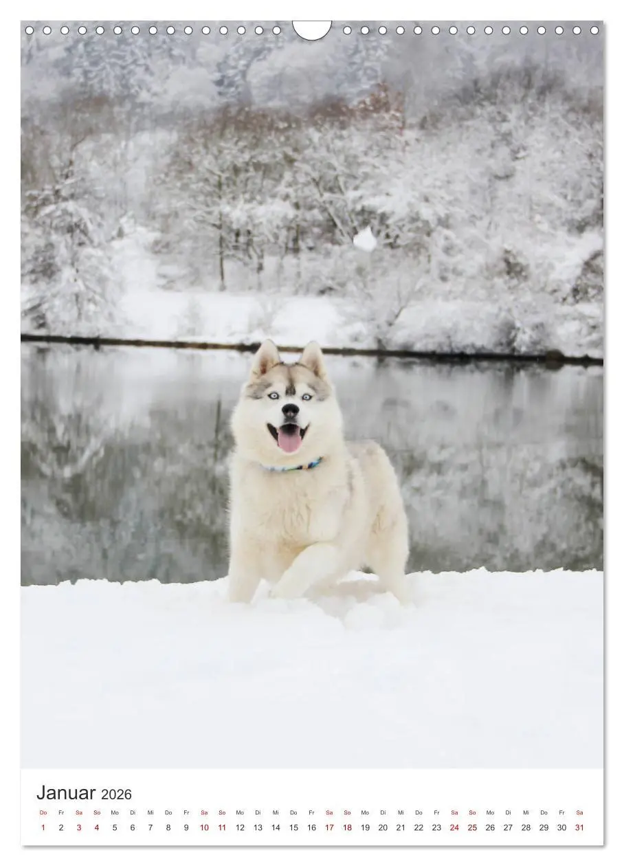 Bild: 9783516371406 | Faszination Husky (Wandkalender 2026 DIN A3 hoch), CALVENDO...