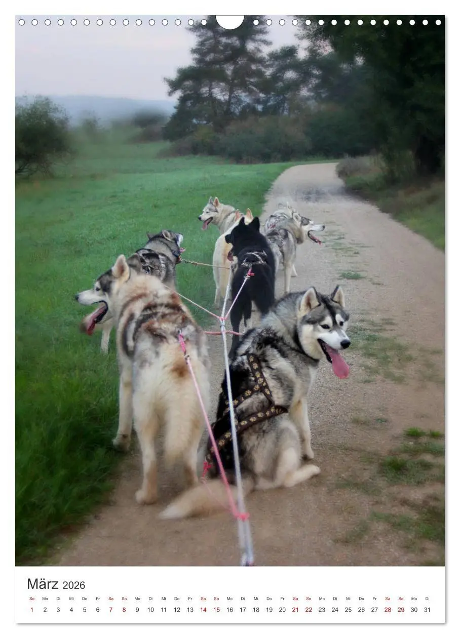 Bild: 9783516371406 | Faszination Husky (Wandkalender 2026 DIN A3 hoch), CALVENDO...