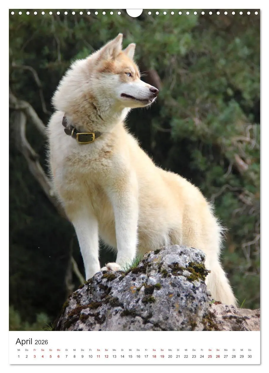 Bild: 9783516371406 | Faszination Husky (Wandkalender 2026 DIN A3 hoch), CALVENDO...