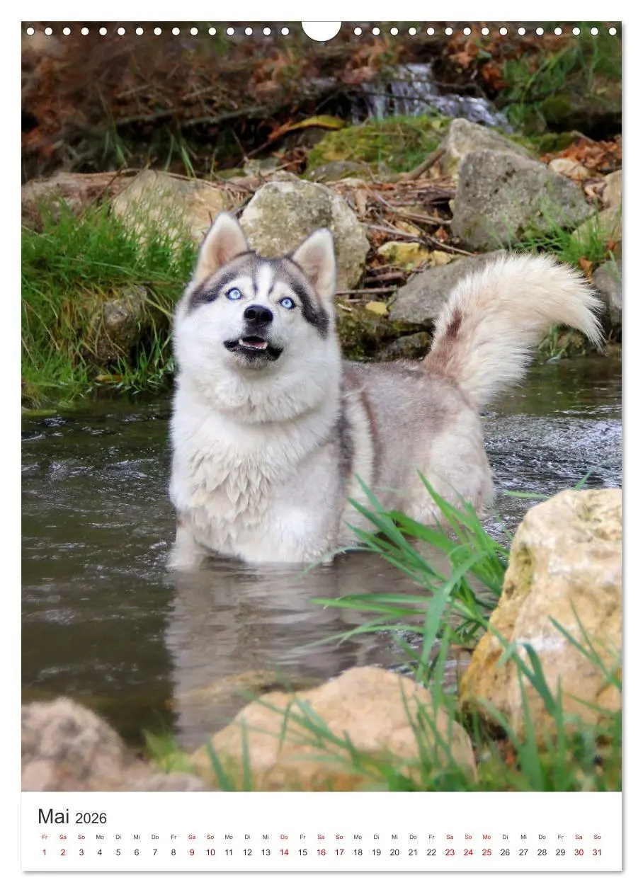 Bild: 9783516371406 | Faszination Husky (Wandkalender 2026 DIN A3 hoch), CALVENDO...