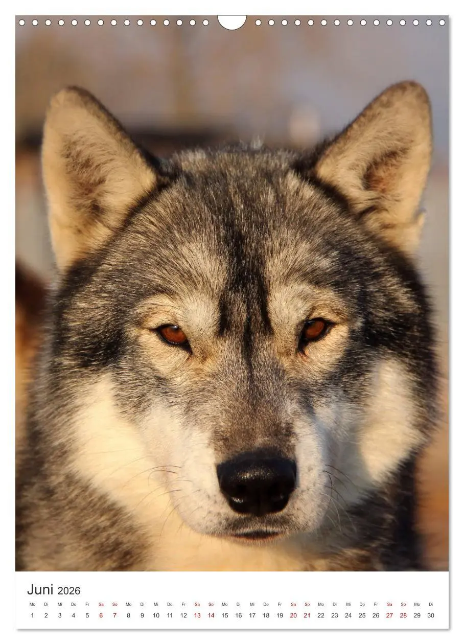 Bild: 9783516371406 | Faszination Husky (Wandkalender 2026 DIN A3 hoch), CALVENDO...