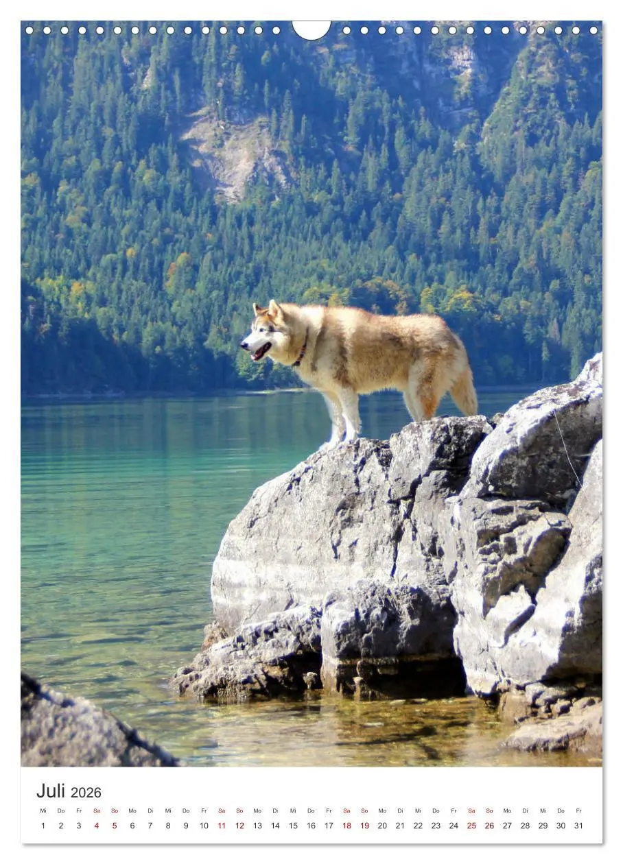 Bild: 9783516371406 | Faszination Husky (Wandkalender 2026 DIN A3 hoch), CALVENDO...