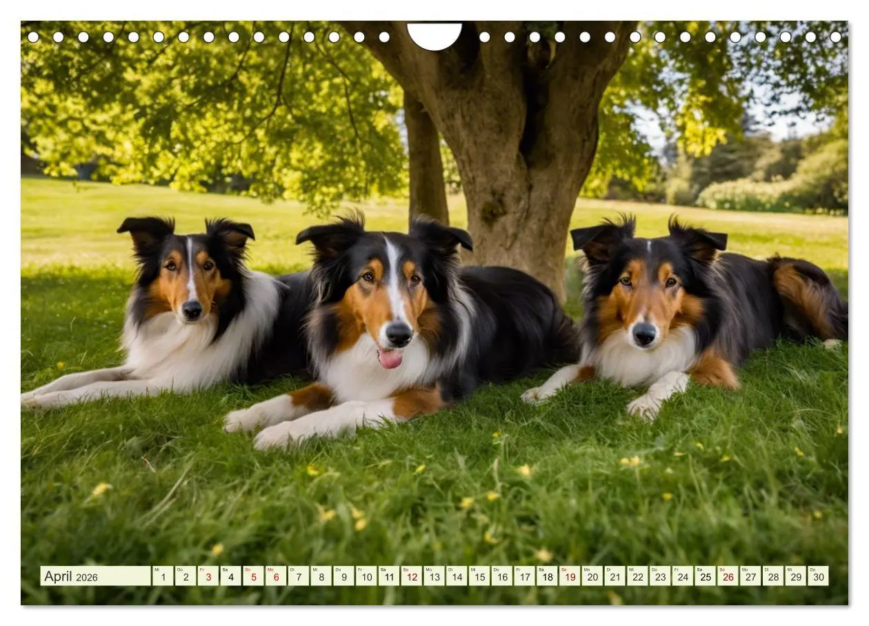 Bild: 9783457331606 | Traumhund Collie (Wandkalender 2026 DIN A4 quer), CALVENDO...