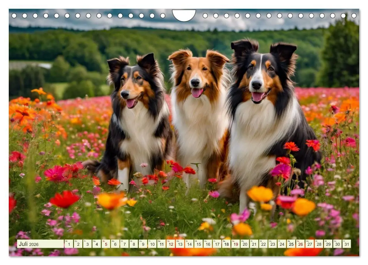 Bild: 9783457331606 | Traumhund Collie (Wandkalender 2026 DIN A4 quer), CALVENDO...