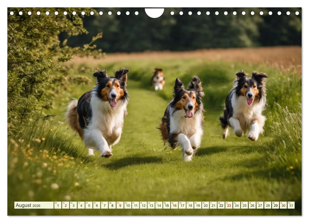 Bild: 9783457331606 | Traumhund Collie (Wandkalender 2026 DIN A4 quer), CALVENDO...