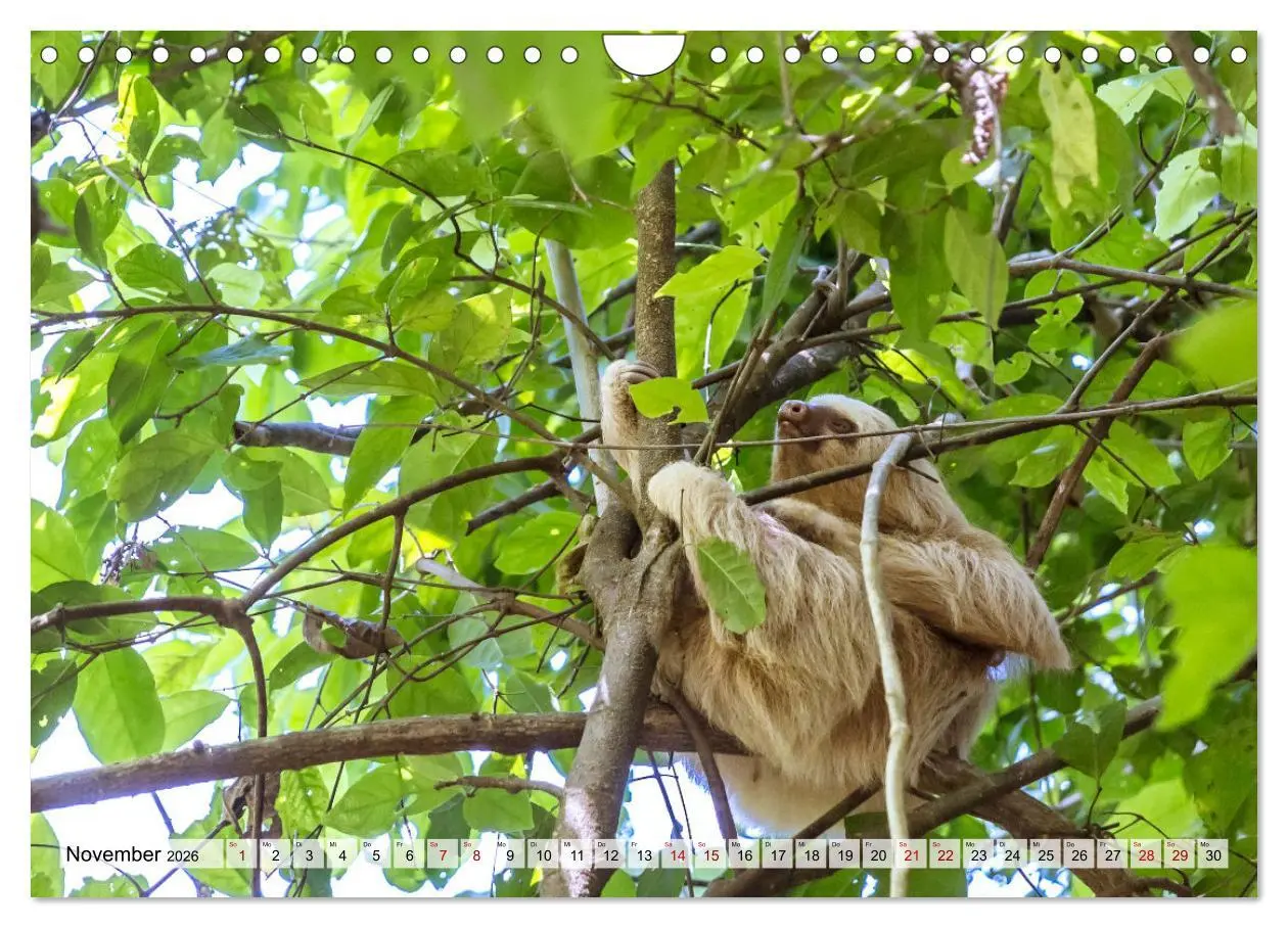 Bild: 9783457571606 | Costa Rica - Tierwelt und Landschaften (Wandkalender 2026 DIN A4...