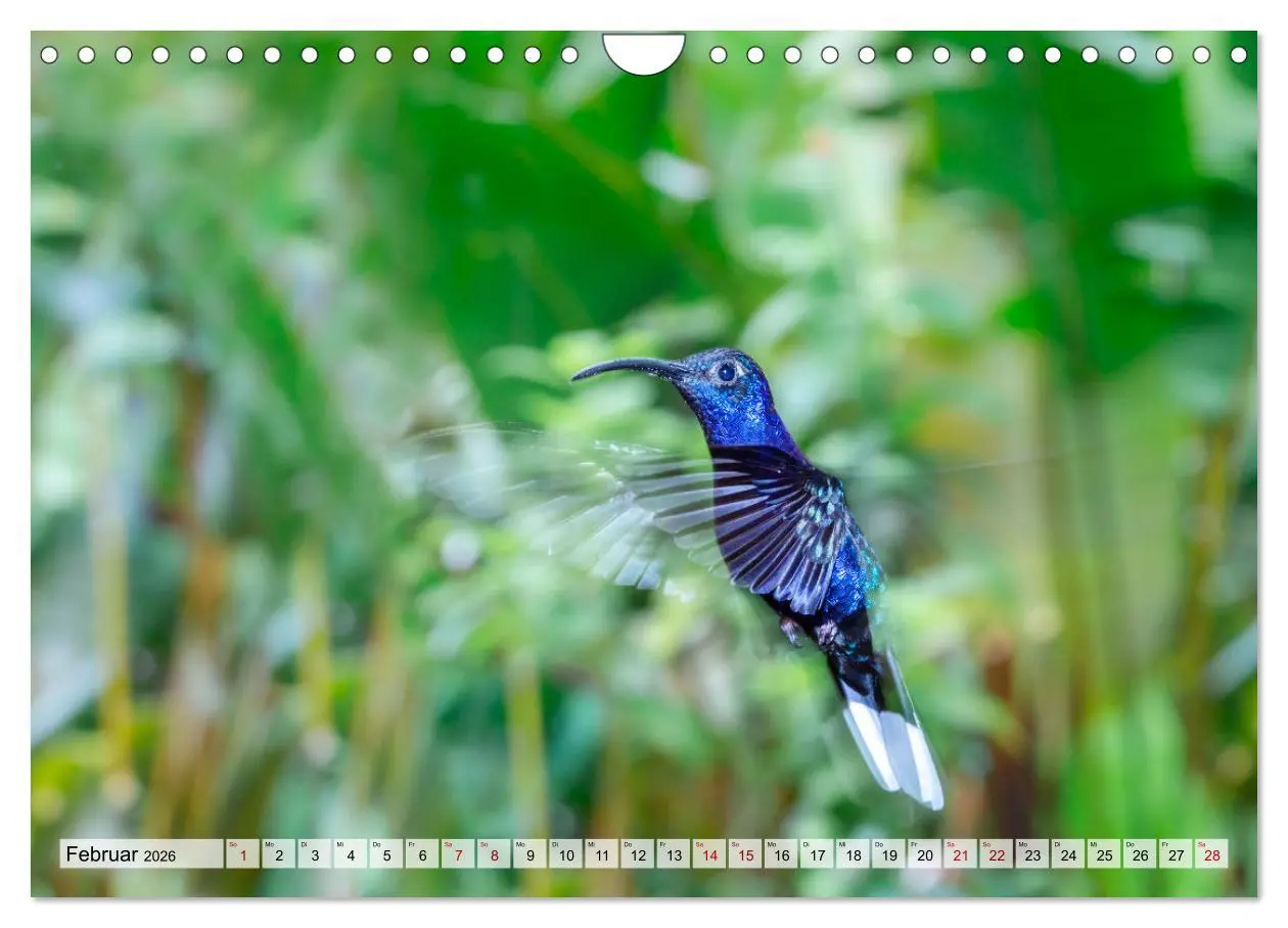 Bild: 9783457571606 | Costa Rica - Tierwelt und Landschaften (Wandkalender 2026 DIN A4...