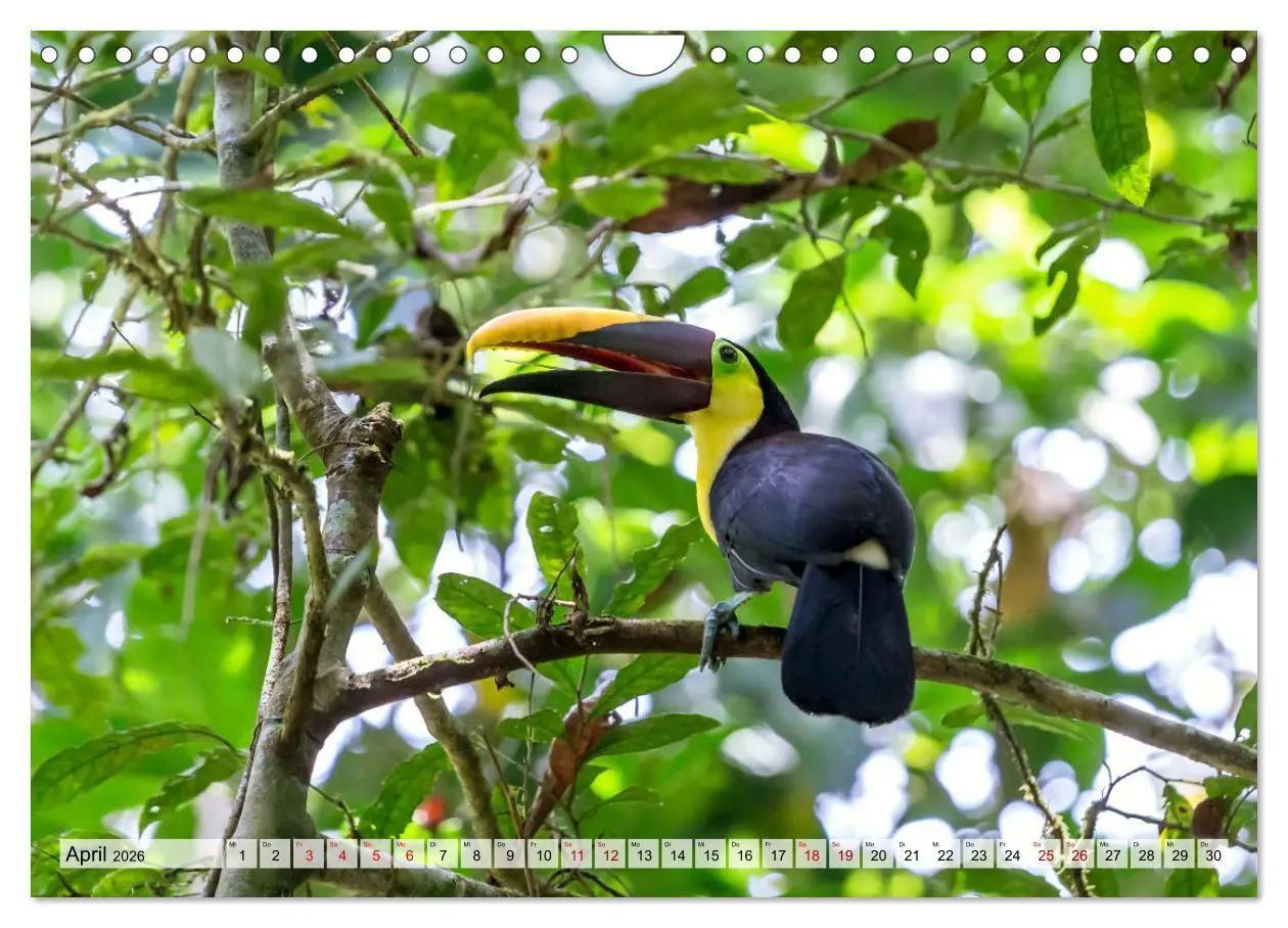 Bild: 9783457571606 | Costa Rica - Tierwelt und Landschaften (Wandkalender 2026 DIN A4...