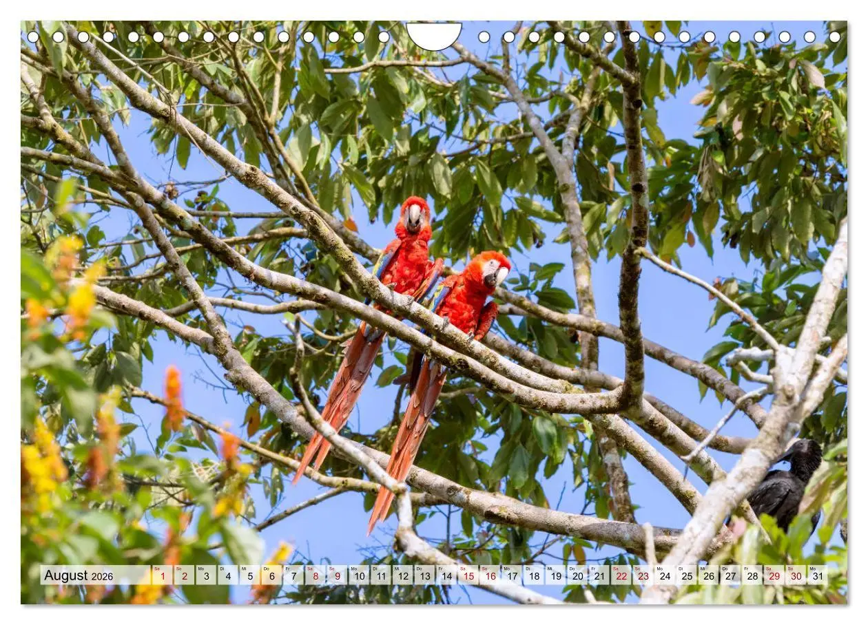 Bild: 9783457571606 | Costa Rica - Tierwelt und Landschaften (Wandkalender 2026 DIN A4...