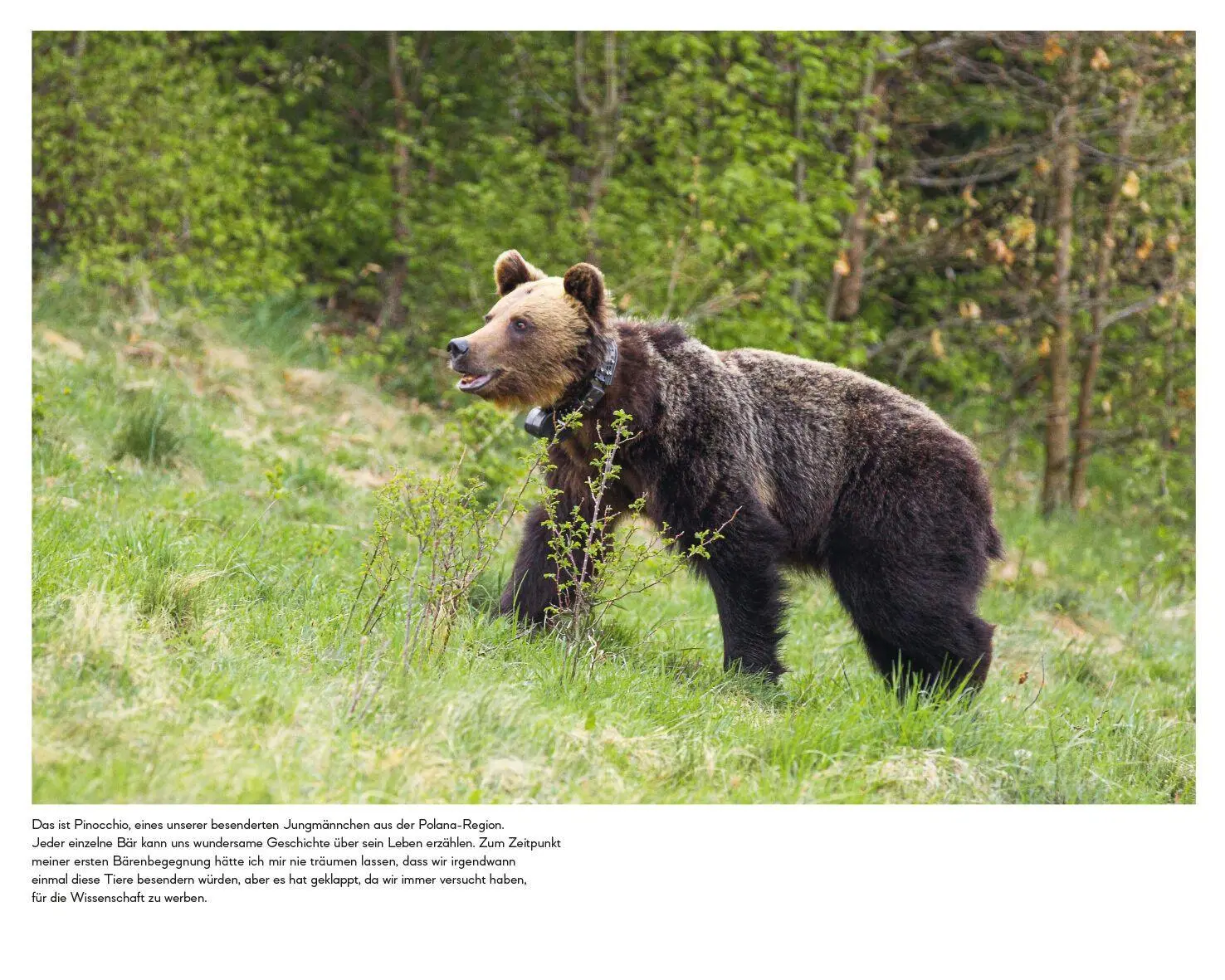 Bild: 9783453281806 | Botschafter des Waldes | Michaela Skuban | Buch | 336 S. | Deutsch