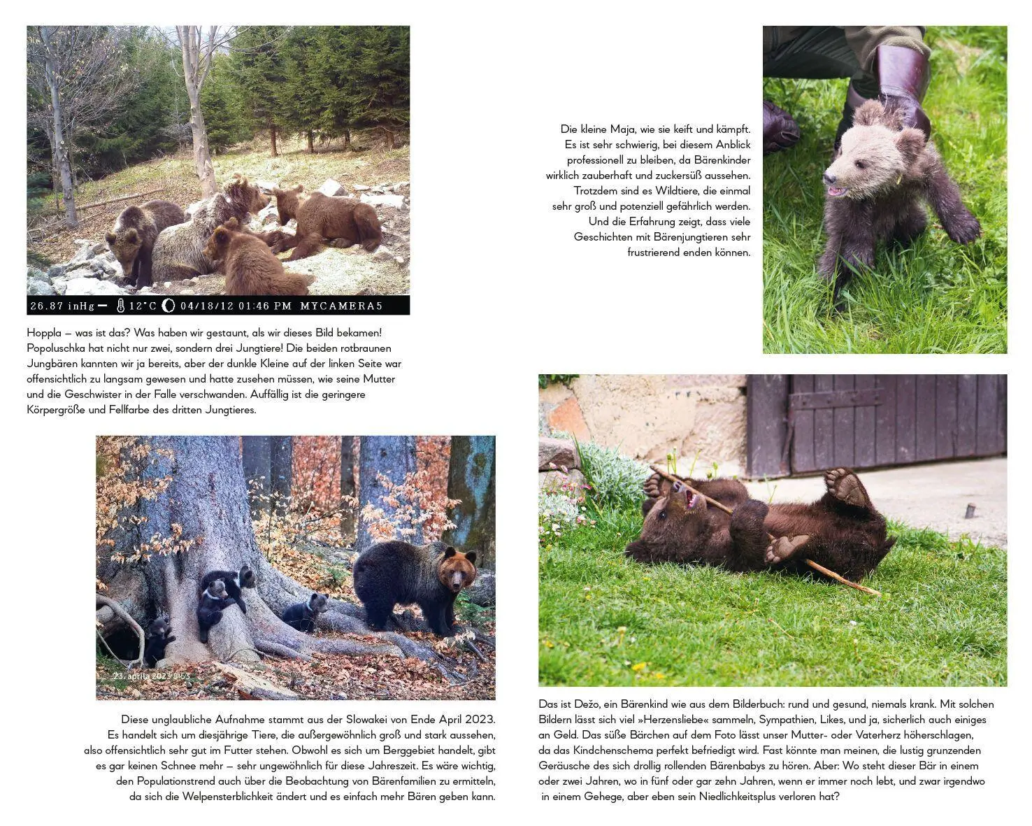 Bild: 9783453281806 | Botschafter des Waldes | Michaela Skuban | Buch | 336 S. | Deutsch