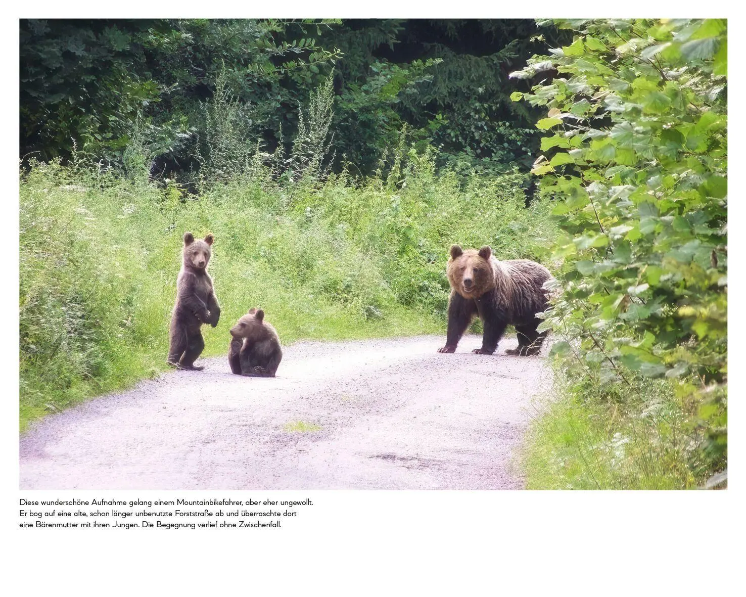 Bild: 9783453281806 | Botschafter des Waldes | Michaela Skuban | Buch | 336 S. | Deutsch