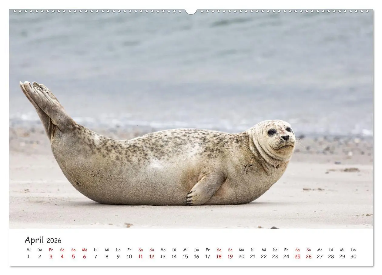 Bild: 9783457621806 | Sehnsuchtinsel Langeoog (Wandkalender 2026 DIN A2 quer), CALVENDO...
