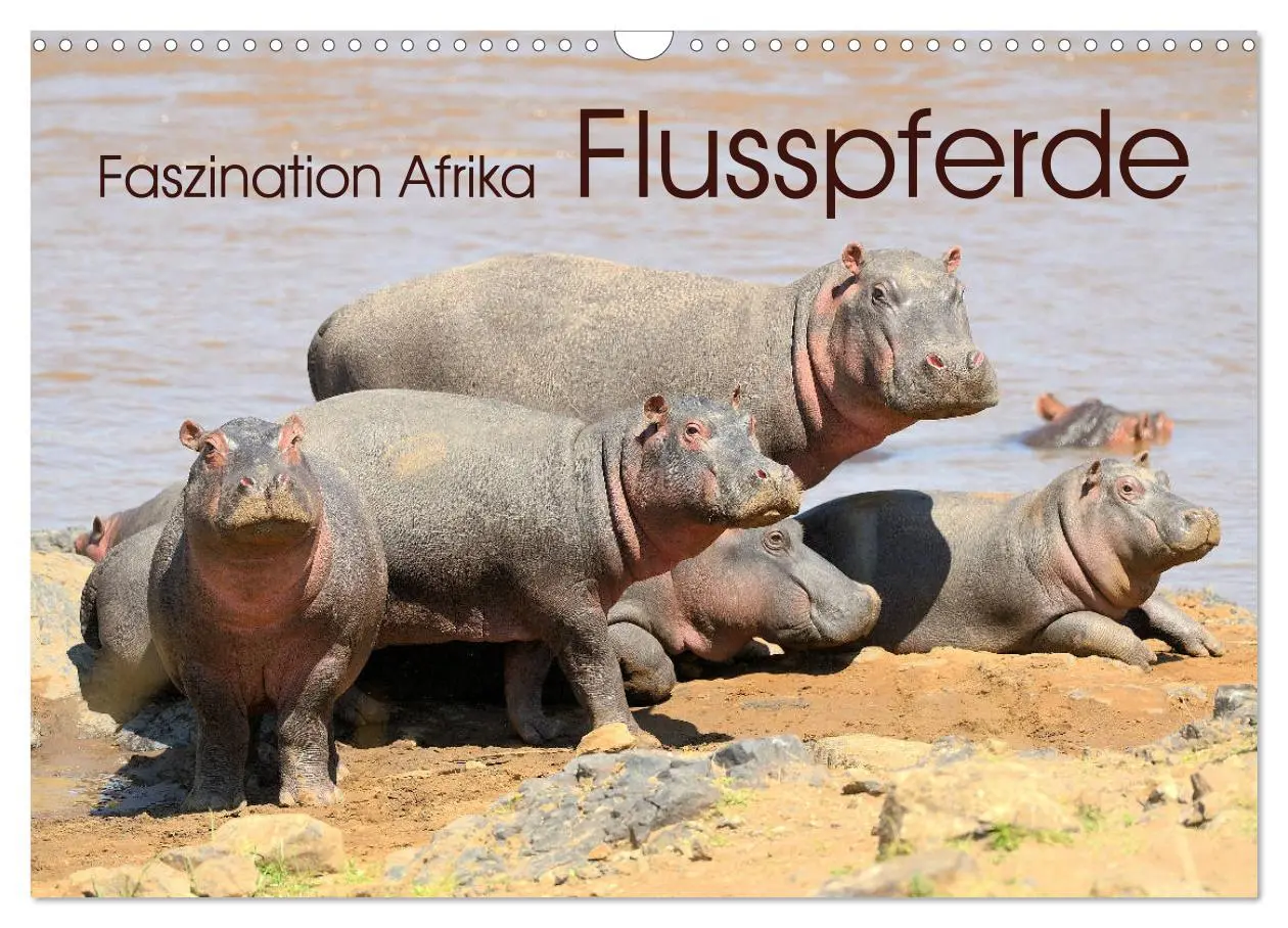 Cover: 9783457791806 | Faszination Afrika: Flusspferde (Wandkalender 2026 DIN A3 quer),...