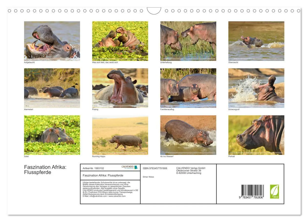Bild: 9783457791806 | Faszination Afrika: Flusspferde (Wandkalender 2026 DIN A3 quer),...