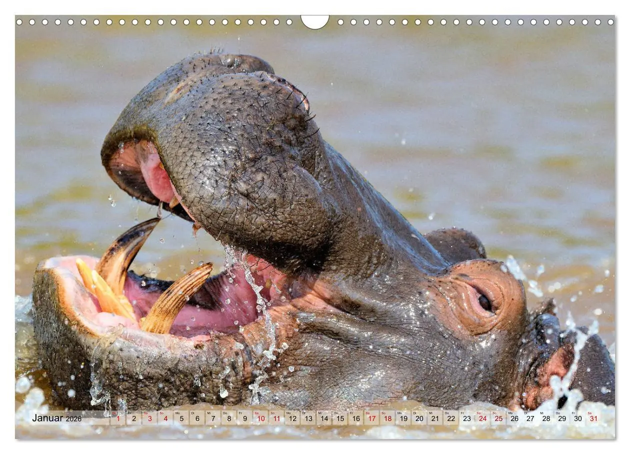 Bild: 9783457791806 | Faszination Afrika: Flusspferde (Wandkalender 2026 DIN A3 quer),...