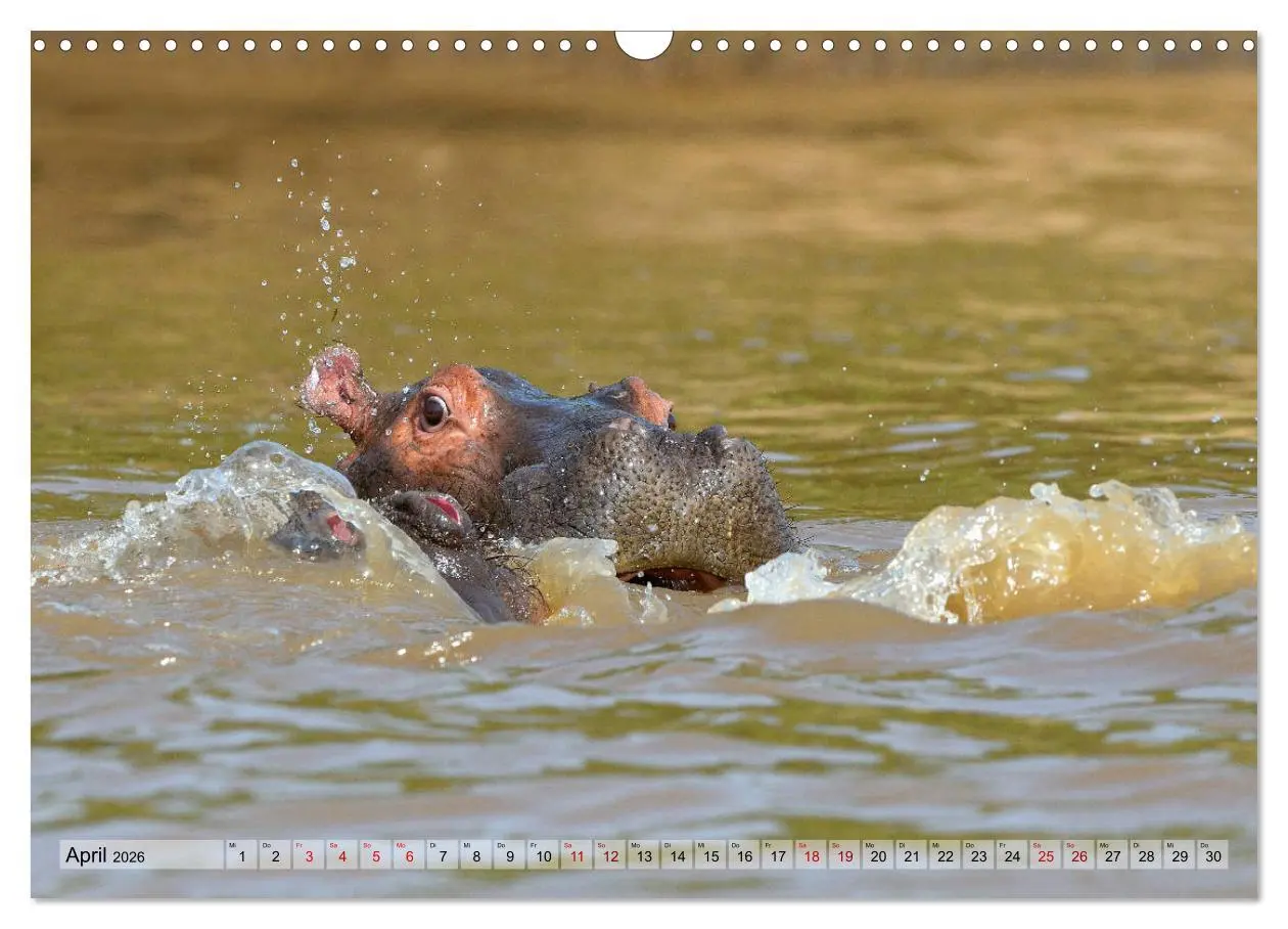 Bild: 9783457791806 | Faszination Afrika: Flusspferde (Wandkalender 2026 DIN A3 quer),...