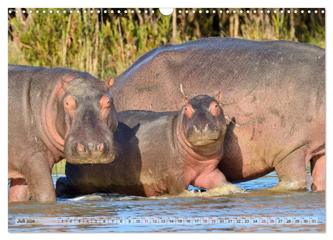 Bild: 9783457791806 | Faszination Afrika: Flusspferde (Wandkalender 2026 DIN A3 quer),...