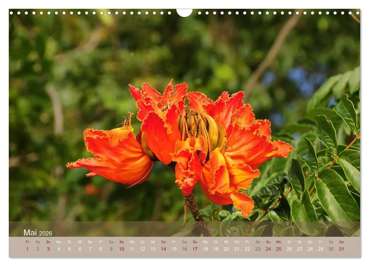 Bild: 9783516191806 | Aloha aus Hawaii (Wandkalender 2026 DIN A3 quer), CALVENDO...