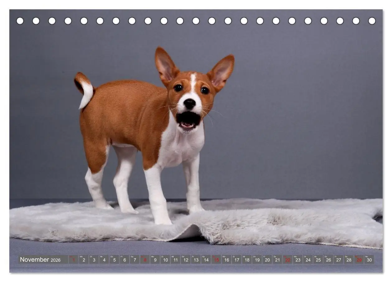 Bild: 9783516711806 | Eine Reise in die Welt der Basenjis (Tischkalender 2026 DIN A5...