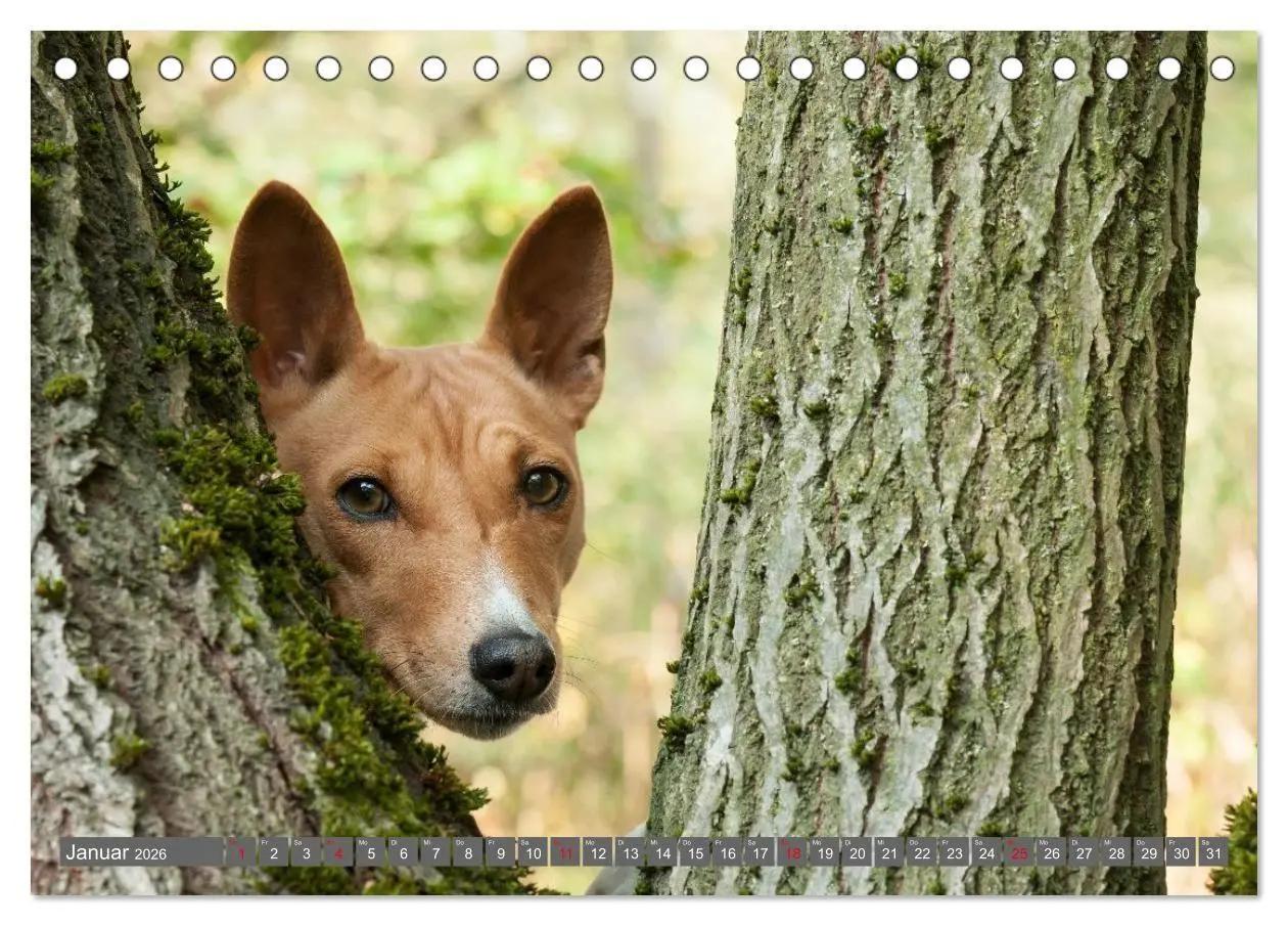 Bild: 9783516711806 | Eine Reise in die Welt der Basenjis (Tischkalender 2026 DIN A5...