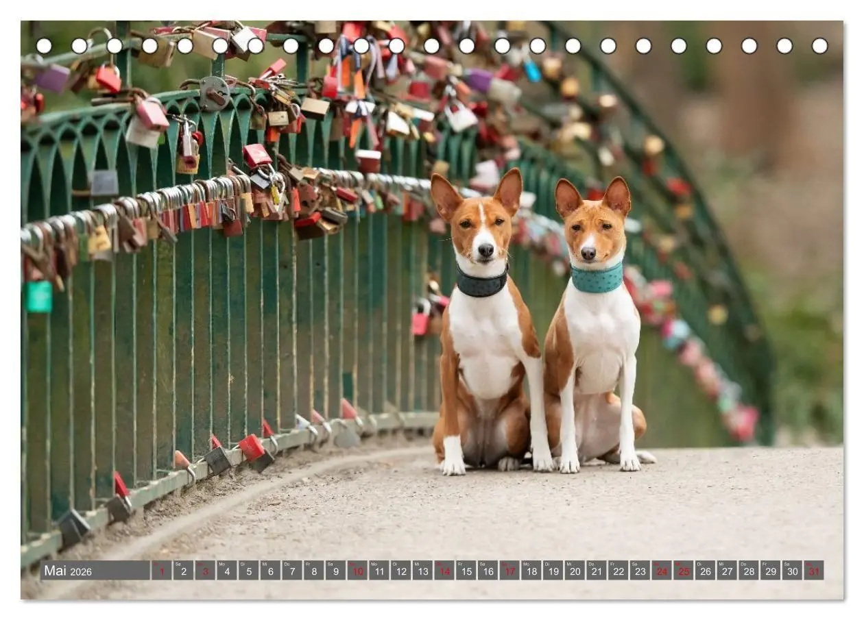 Bild: 9783516711806 | Eine Reise in die Welt der Basenjis (Tischkalender 2026 DIN A5...