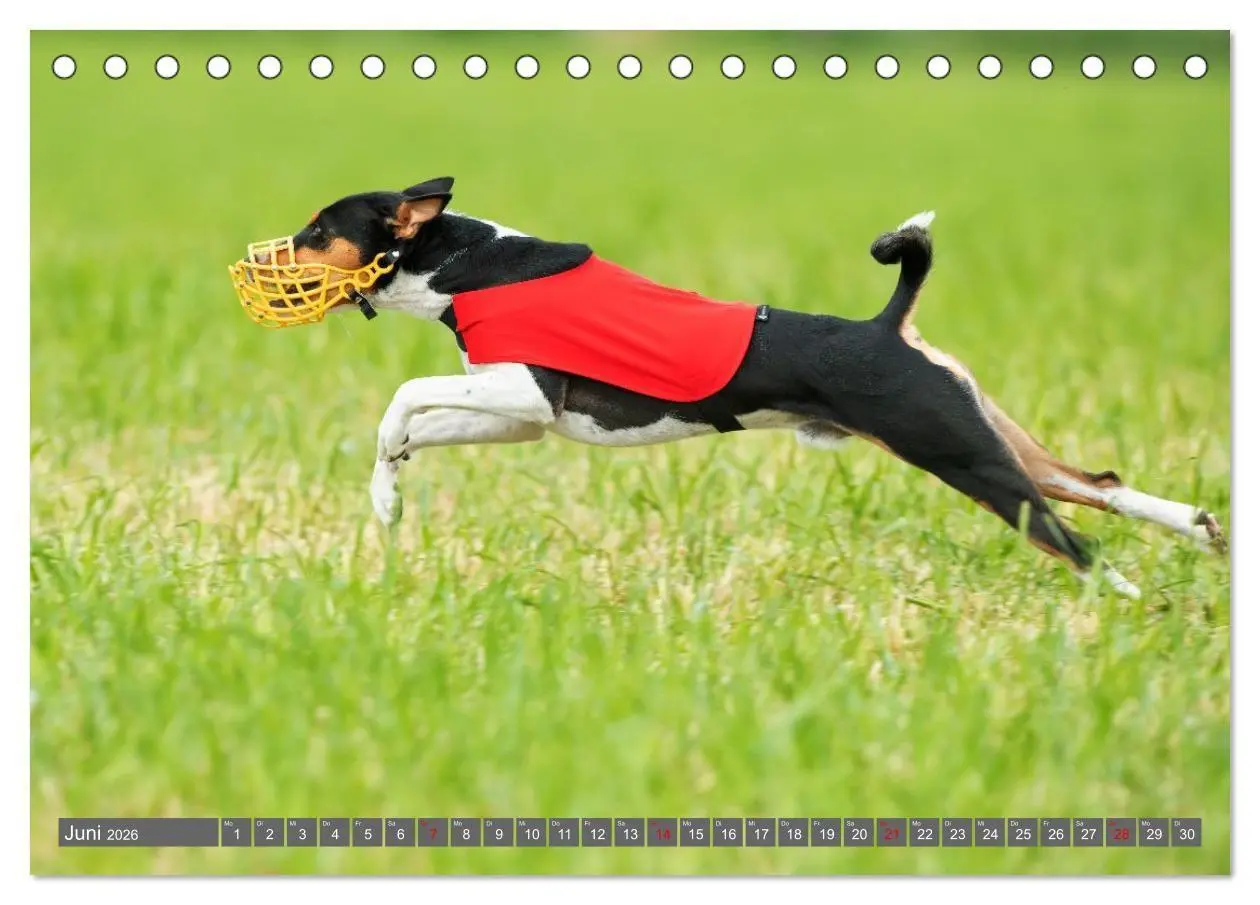 Bild: 9783516711806 | Eine Reise in die Welt der Basenjis (Tischkalender 2026 DIN A5...