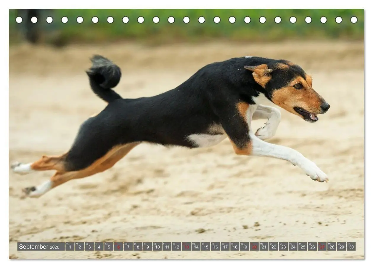 Bild: 9783516711806 | Eine Reise in die Welt der Basenjis (Tischkalender 2026 DIN A5...