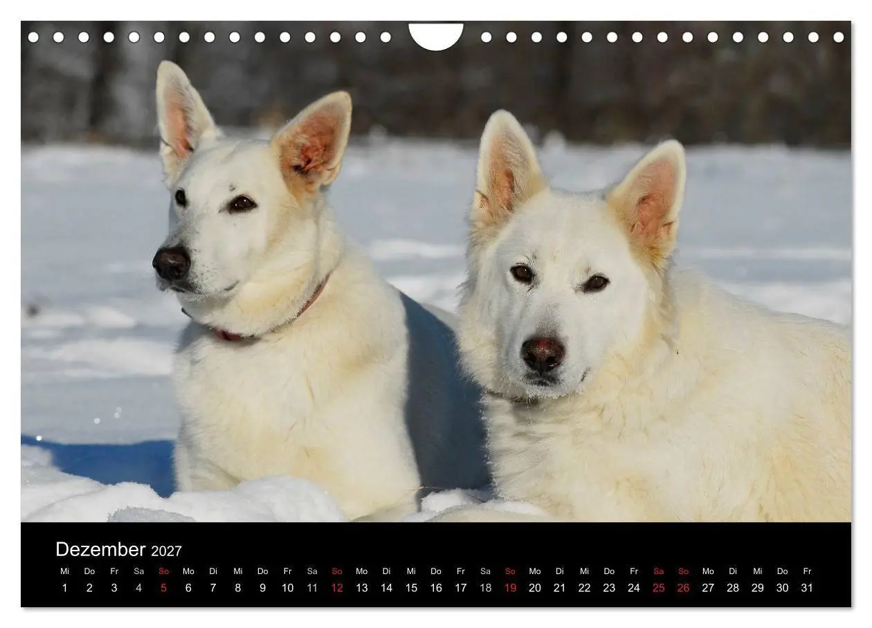 Bild: 9783594171806 | Weißer Schweizer Schäferhund (Wandkalender 2027 DIN A4 quer),...