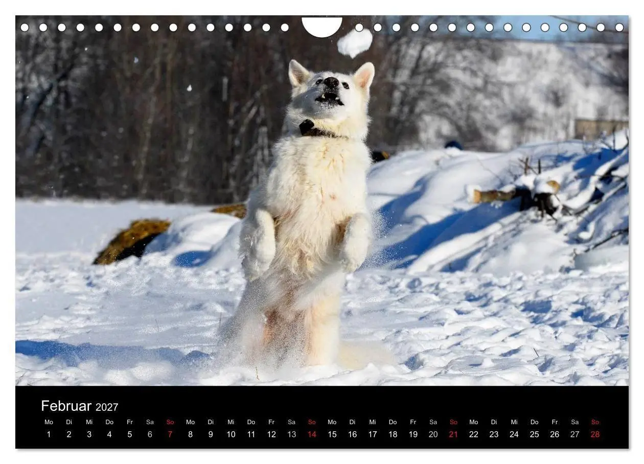 Bild: 9783594171806 | Weißer Schweizer Schäferhund (Wandkalender 2027 DIN A4 quer),...