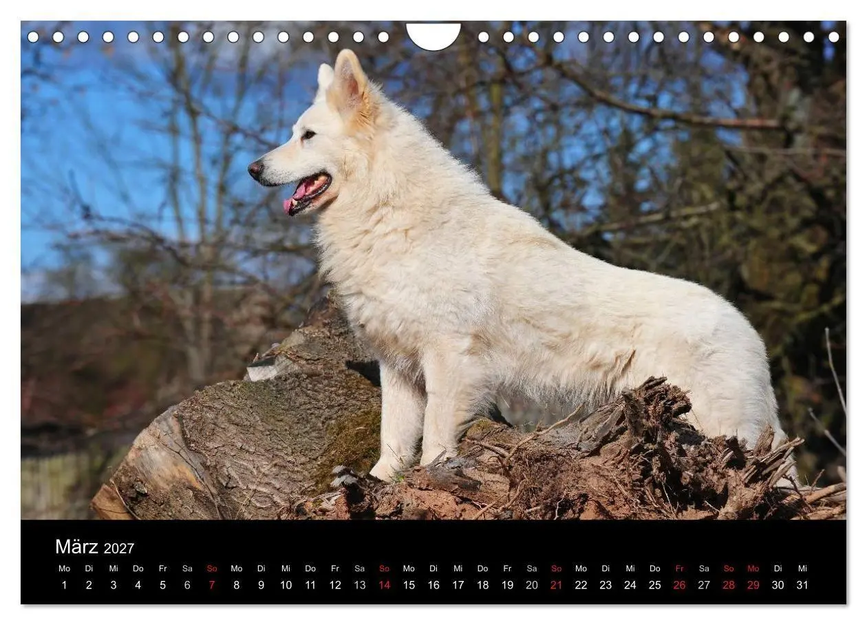 Bild: 9783594171806 | Weißer Schweizer Schäferhund (Wandkalender 2027 DIN A4 quer),...
