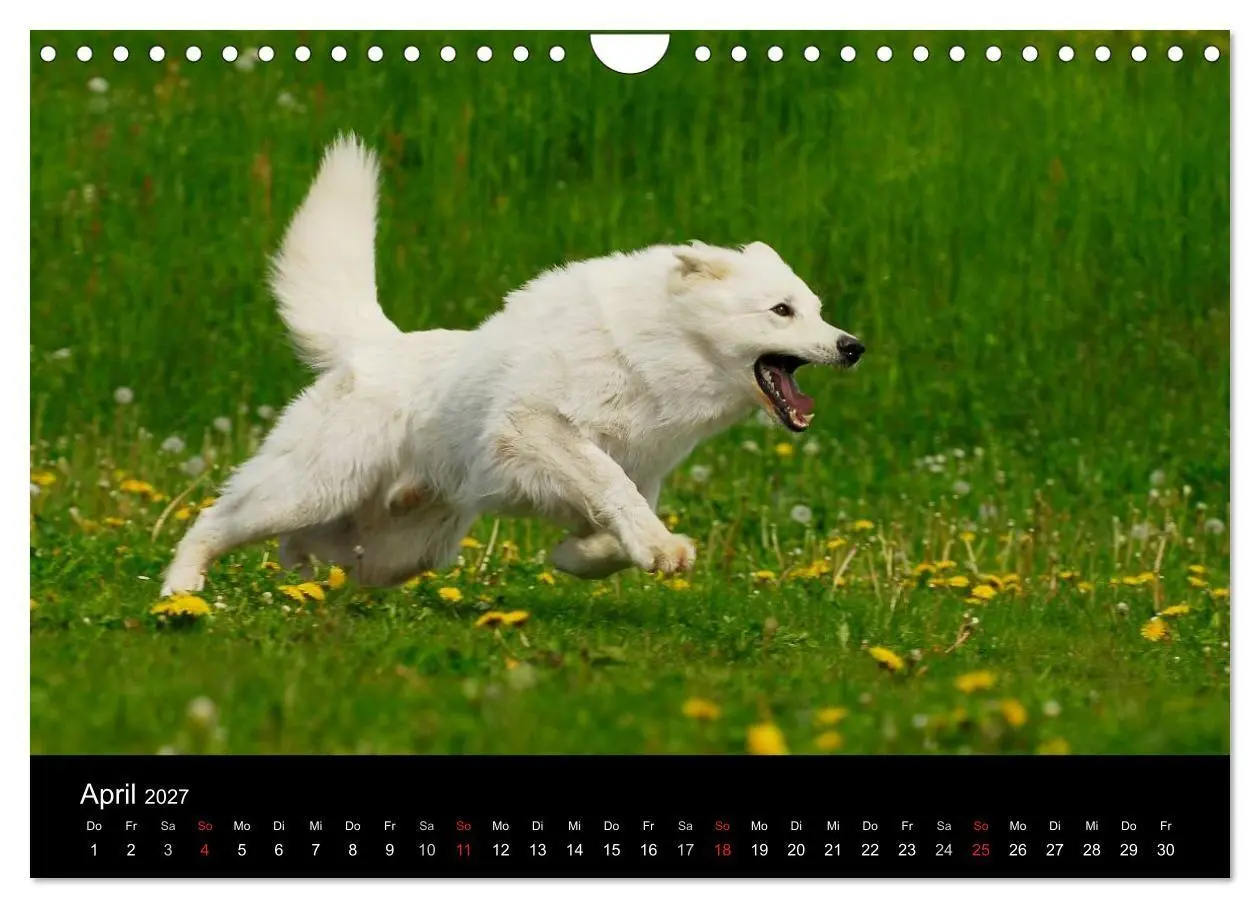 Bild: 9783594171806 | Weißer Schweizer Schäferhund (Wandkalender 2027 DIN A4 quer),...