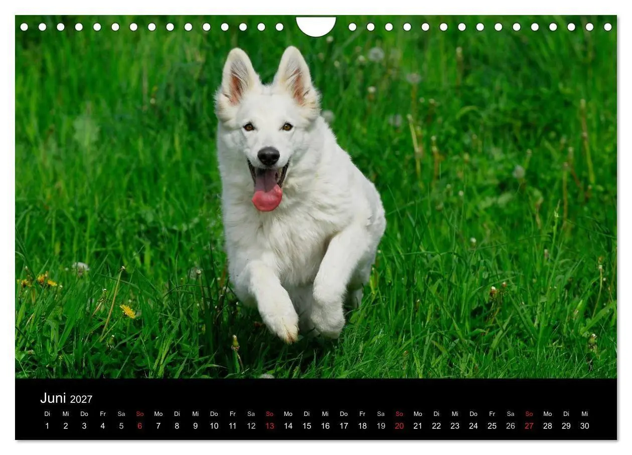 Bild: 9783594171806 | Weißer Schweizer Schäferhund (Wandkalender 2027 DIN A4 quer),...