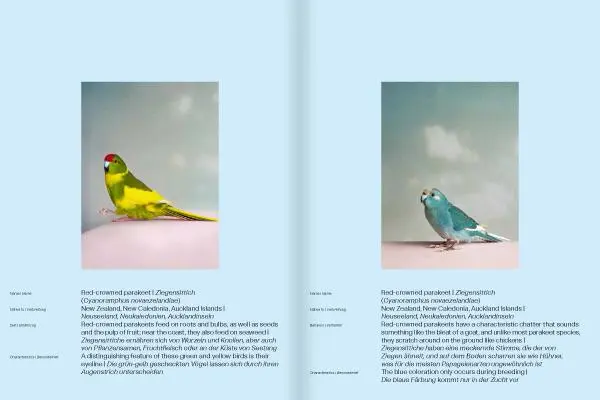 Bild: 9783969001806 | Kristin Schnell | Of Cages and Feathers | Kristin Schnell | Buch