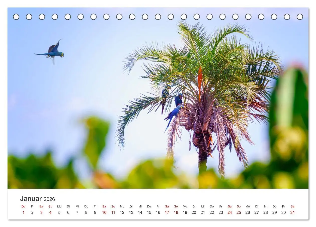 Bild: 9783457611906 | Brasilien - Karnevale, Fußball und Regenwälder. (Tischkalender 2026...