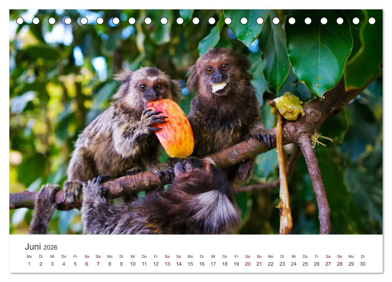 Bild: 9783457611906 | Brasilien - Karnevale, Fußball und Regenwälder. (Tischkalender 2026...