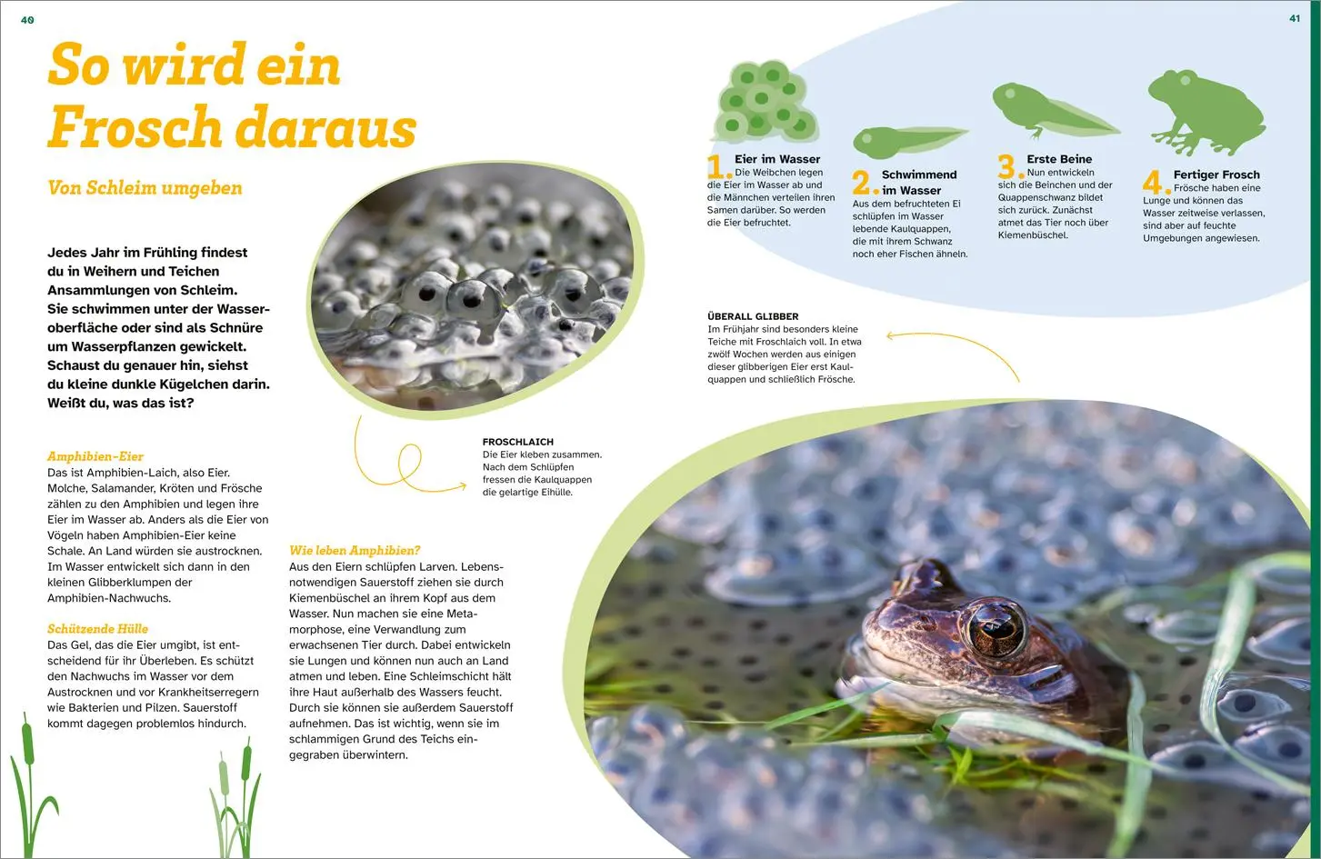 Bild: 9783788681906 | WAS IST WAS Schleim. Eklig? Nein, genial! | Manfred Baur | Buch | 2025