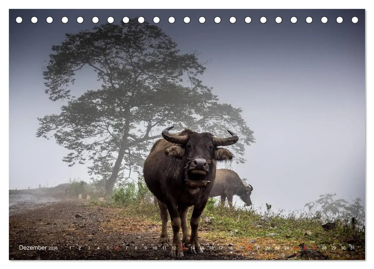 Bild: 9783457982006 | Vietnam und Kambodscha - Magische Momente. (Tischkalender 2026 DIN...