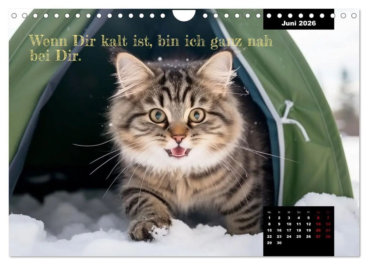 Bild: 9783457352106 | Katzen können alles, außer traurig. (Wandkalender 2026 DIN A4...
