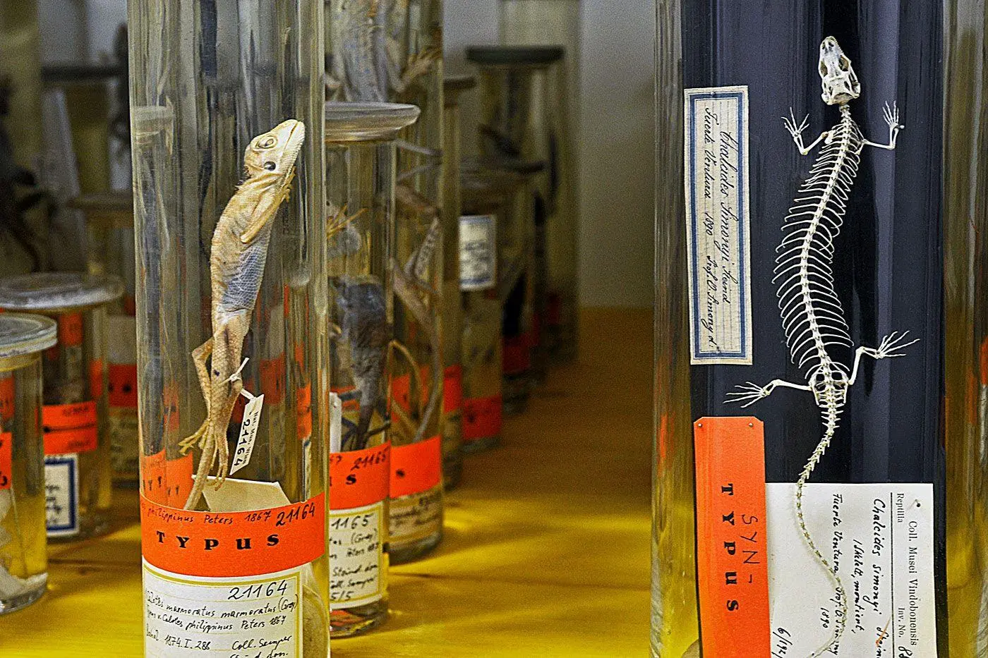 Bild: 9783903462106 | PRESERVED | Eine Naturgeschichte | Dona Jalufka | Buch | 184 S. | 2026