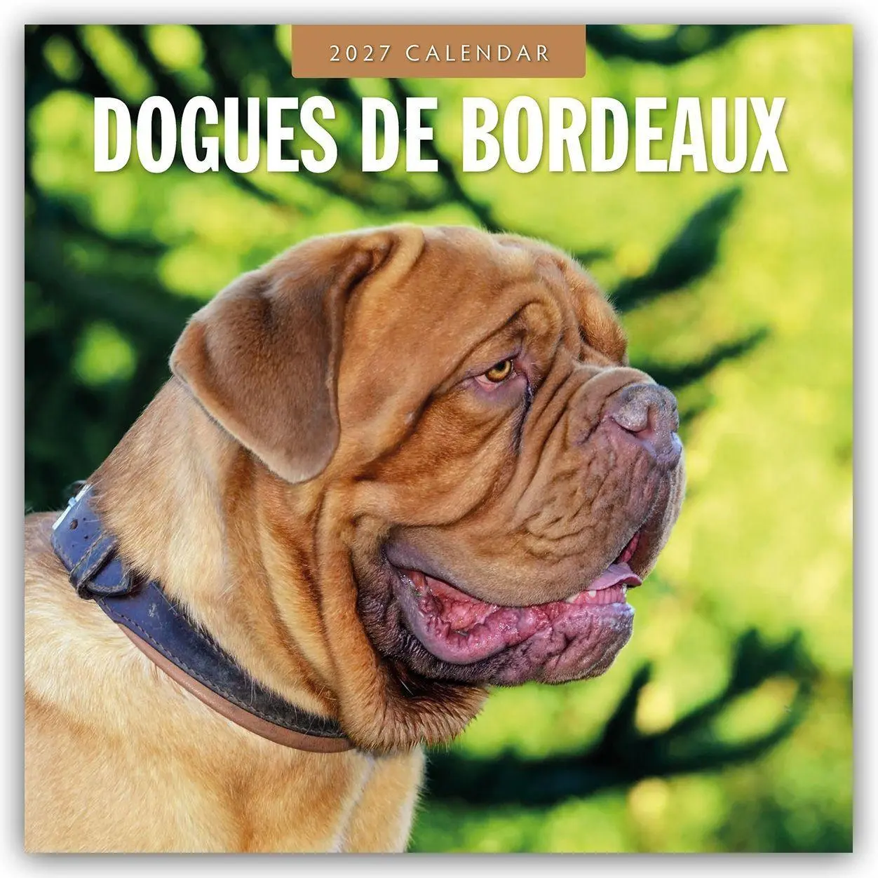Cover: 9781837012206 | Dogues de Bordeaux - Bordeauxdoggen - Bordeaux Doggen 2027 -...