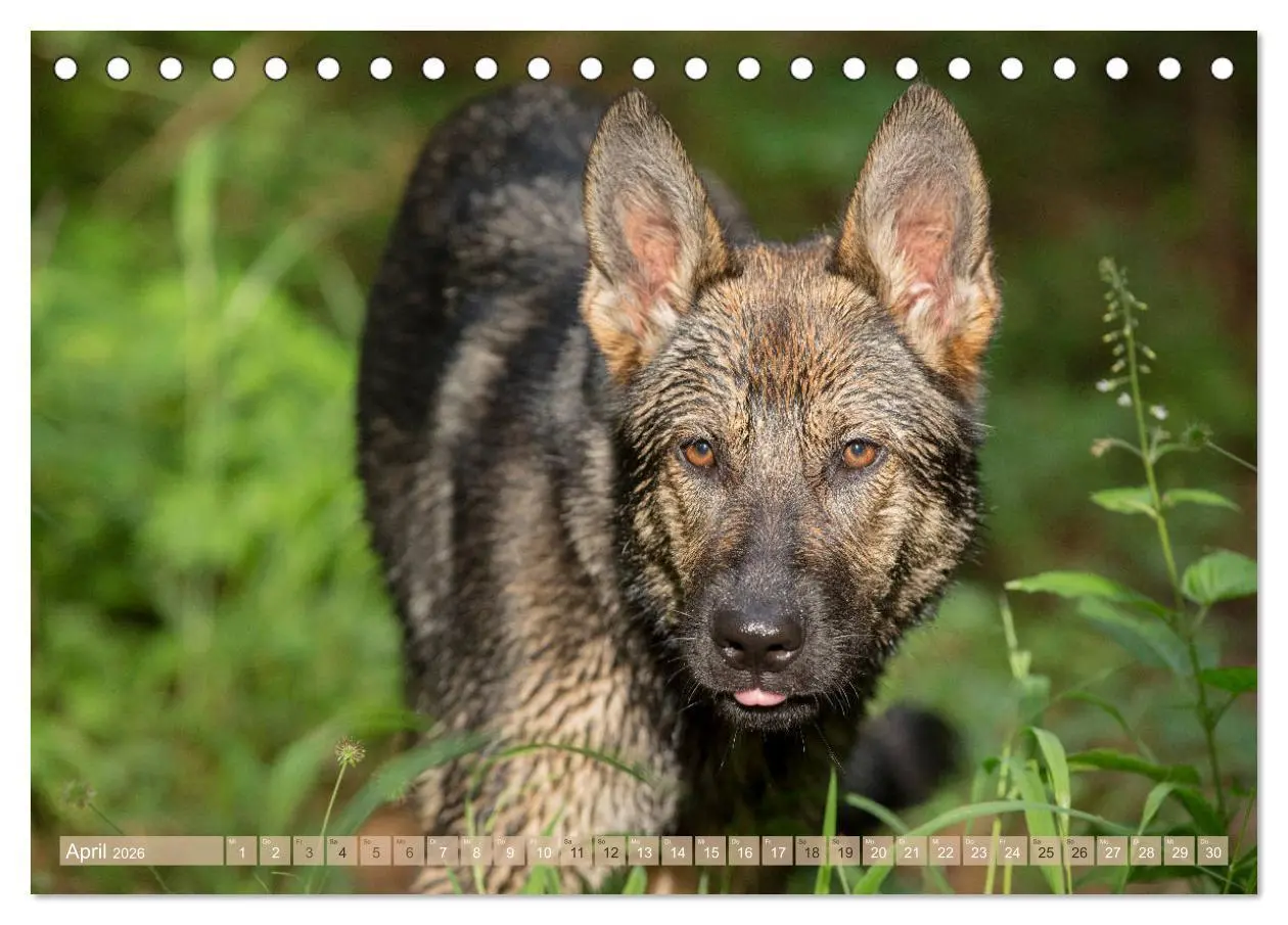 Bild: 9783457892206 | Schäferhunde - Freunde auf 4 Pfoten (Tischkalender 2026 DIN A5...