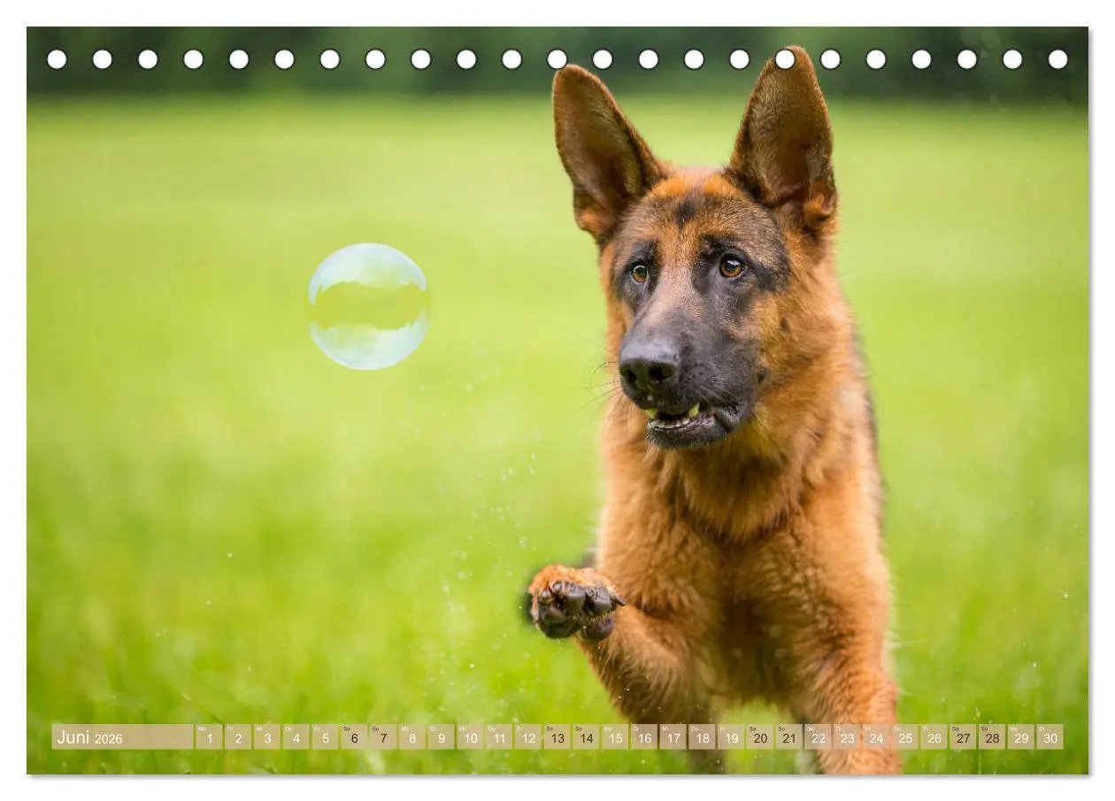 Bild: 9783457892206 | Schäferhunde - Freunde auf 4 Pfoten (Tischkalender 2026 DIN A5...