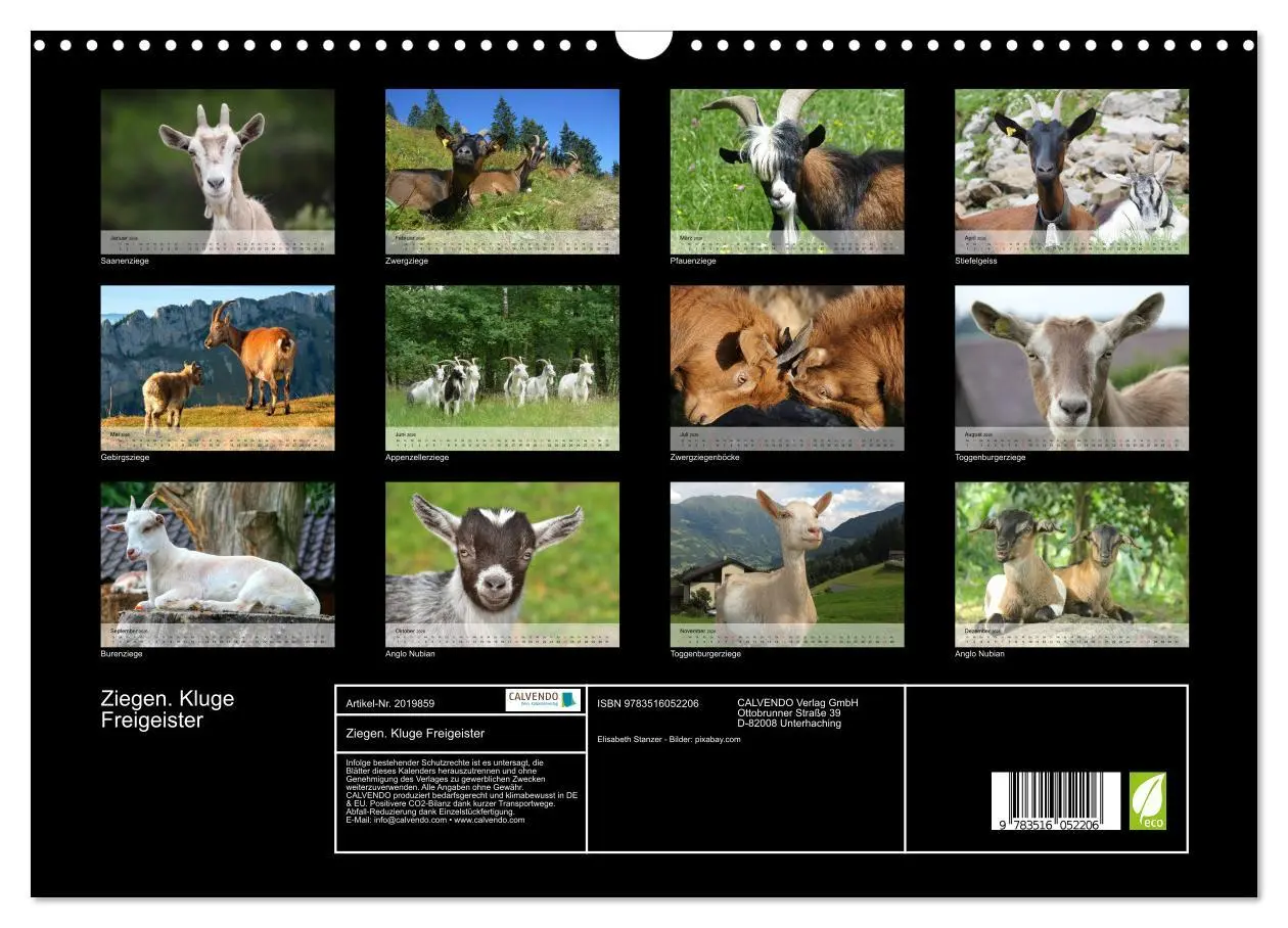 Bild: 9783516052206 | Ziegen. Kluge Freigeister (Wandkalender 2026 DIN A3 quer), CALVENDO...